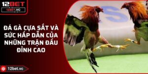 Đá Gà Cựa Sắt Và Sức Hấp Dẫn Của Những Trận Đấu Đỉnh Cao 13 Đá Gà Cựa Sắt Và Sức Hấp Dẫn Của Những Trận Đấu Đỉnh Cao