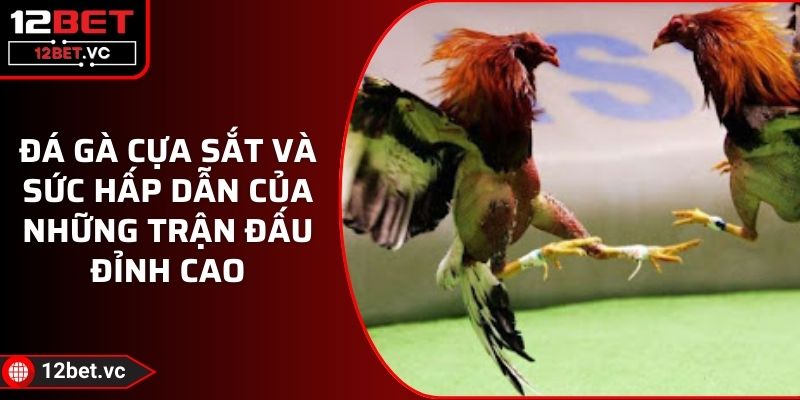 Đá Gà Cựa Sắt Và Sức Hấp Dẫn Của Những Trận Đấu Đỉnh Cao 1 Đá Gà Cựa Sắt Và Sức Hấp Dẫn Của Những Trận Đấu Đỉnh Cao
