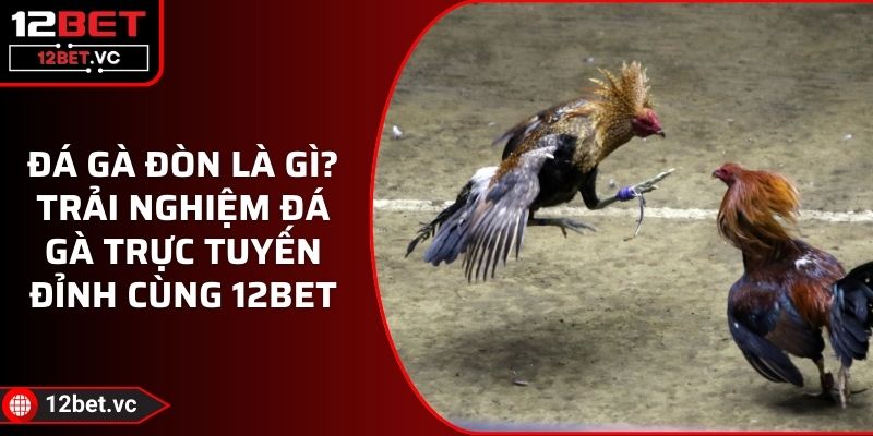 Đá Gà Đòn Là Gì? Trải Nghiệm Đá Gà Trực Tuyến Đỉnh Cùng 12BET 1 Đá Gà Đòn Là Gì? Trải Nghiệm Đá Gà Trực Tuyến Đỉnh Cùng 12BET