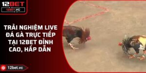 Trải Nghiệm Live Đá Gà Trực Tiếp Tại 12BET Đỉnh Cao, Hấp Dẫn 9 Trải Nghiệm Live Đá Gà Trực Tiếp Tại 12BET Đỉnh Cao, Hấp Dẫn